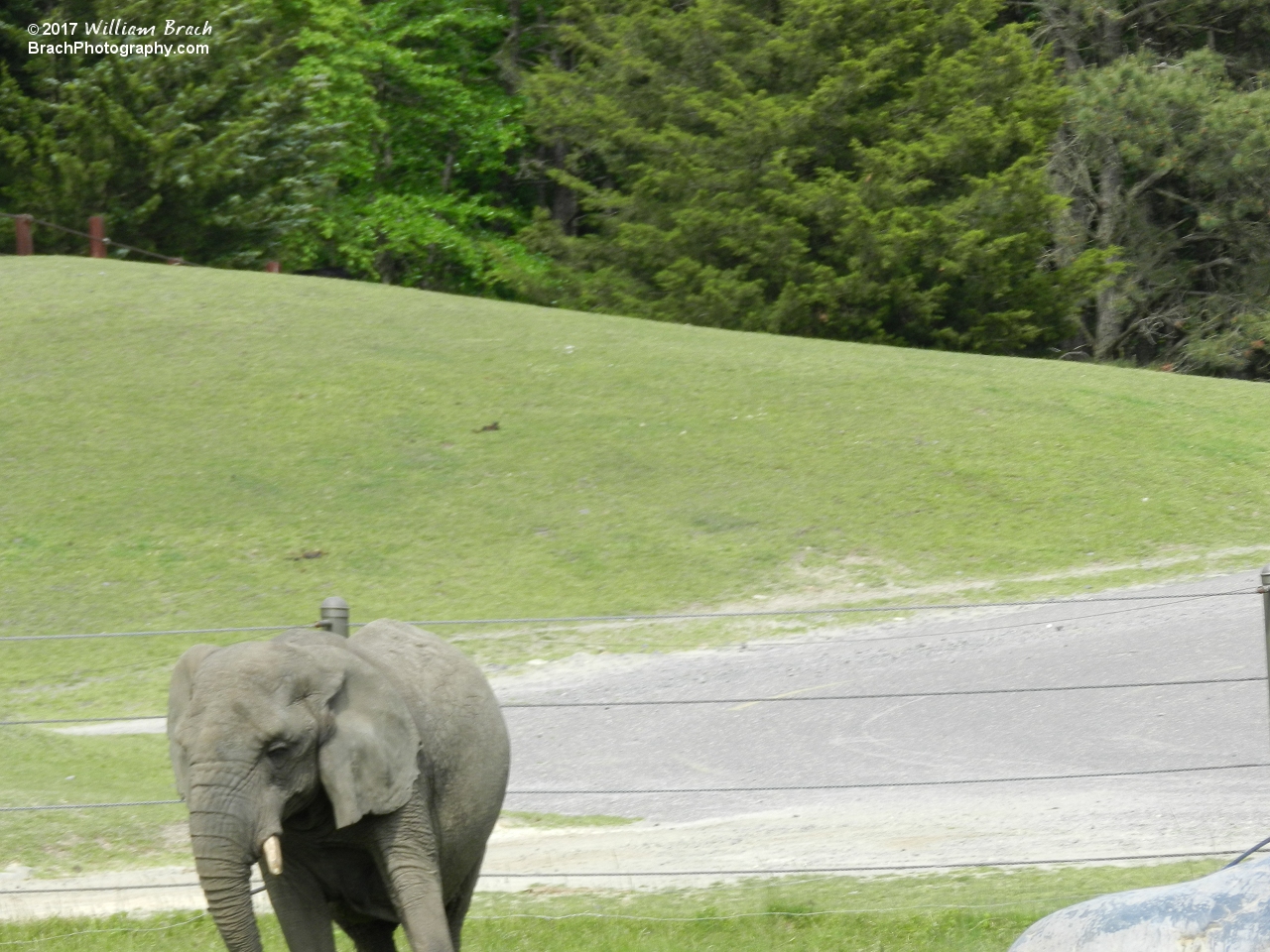 Elephant seen on the Safari Adventure ride.