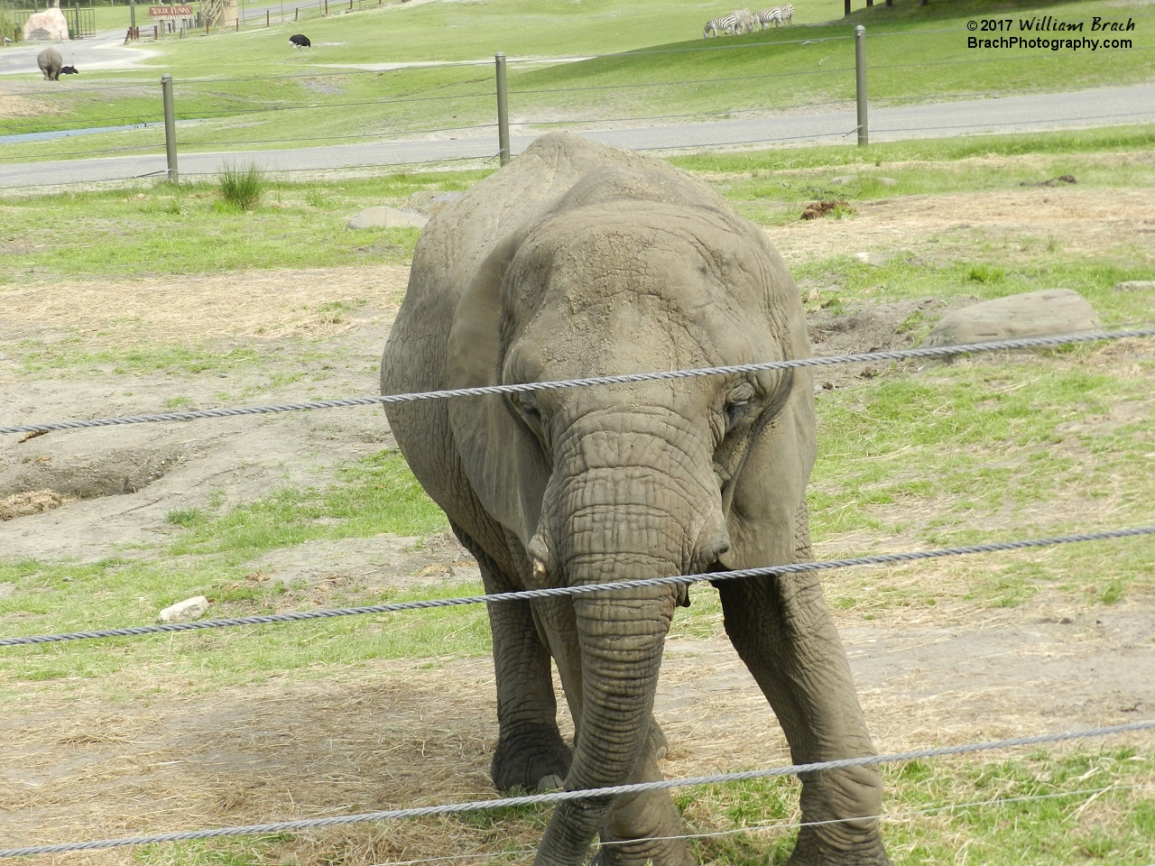 This is probably the closest I've ever been to an elephant before.