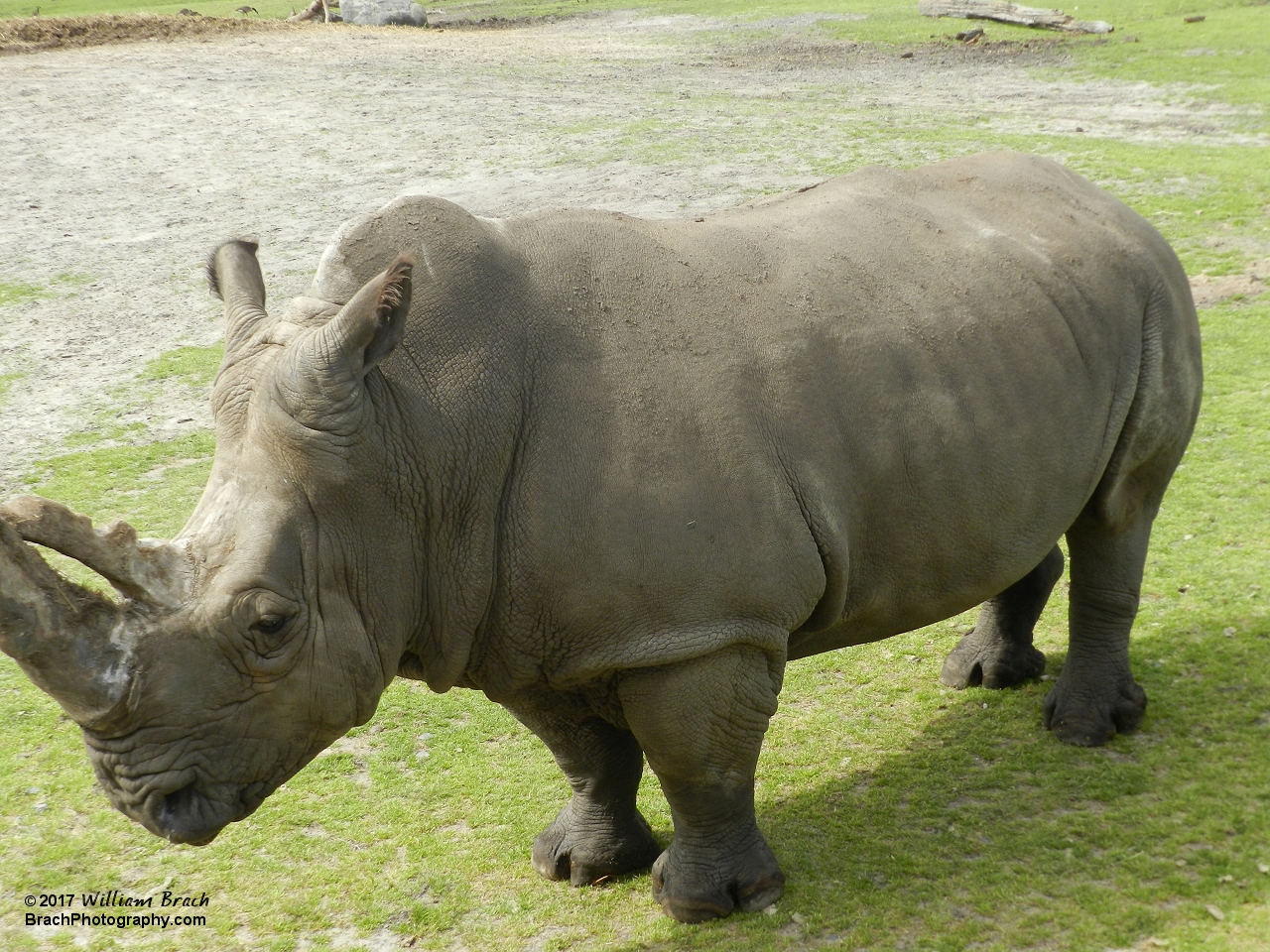 The White Rhinoceros seen on the Safari ride.