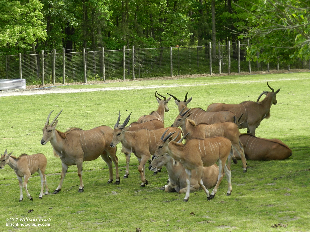 A herd of Elands hanging out in the shade.