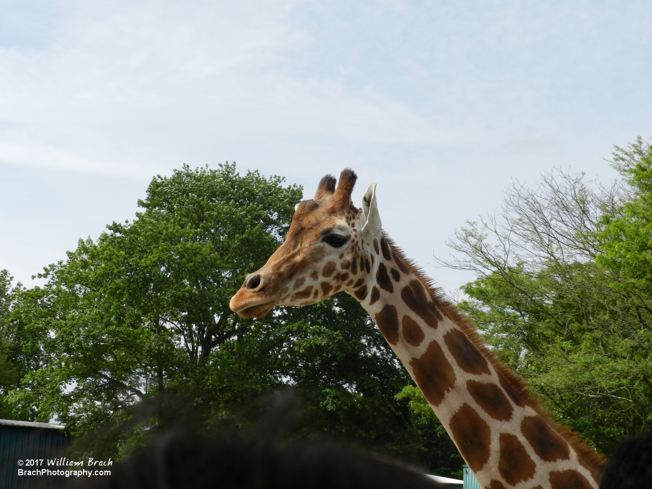 Hey there, Mr. Giraffe!