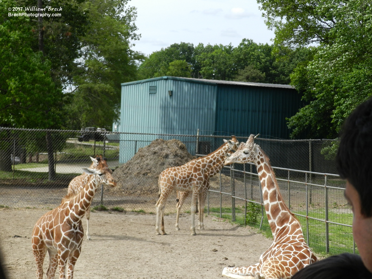 There's the tower of giraffes!