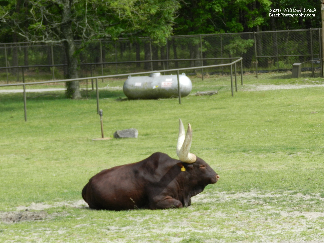 An Ankole Cattle resting and taking in the sights and sounds of the Safari.