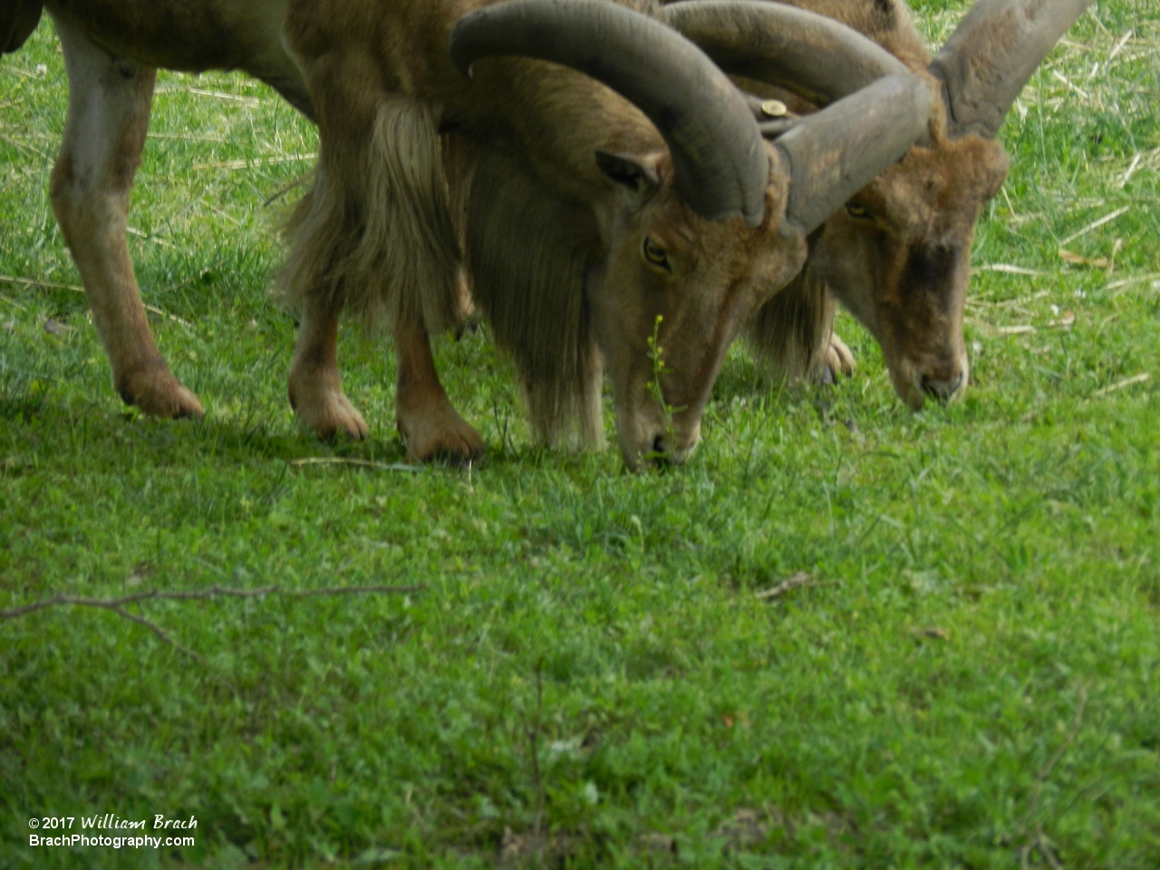 A pair of Aoudads grazing in the field.