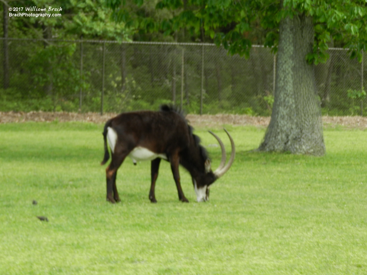 Here we see a Sable antelope grazing in the grass.