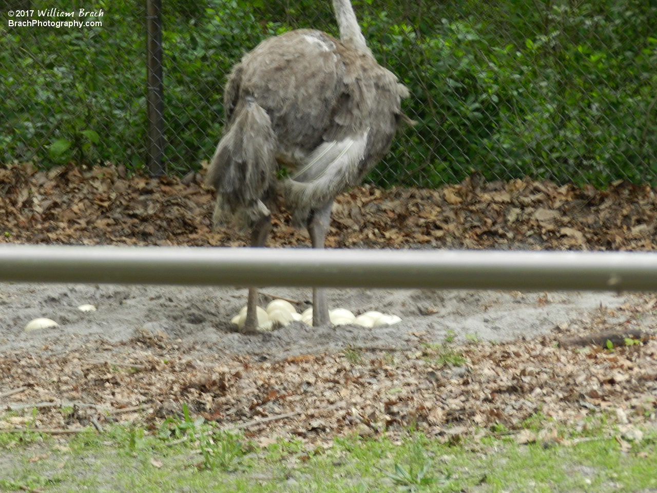 Here we find an Ostrich showing off her eggs that she's guarding.