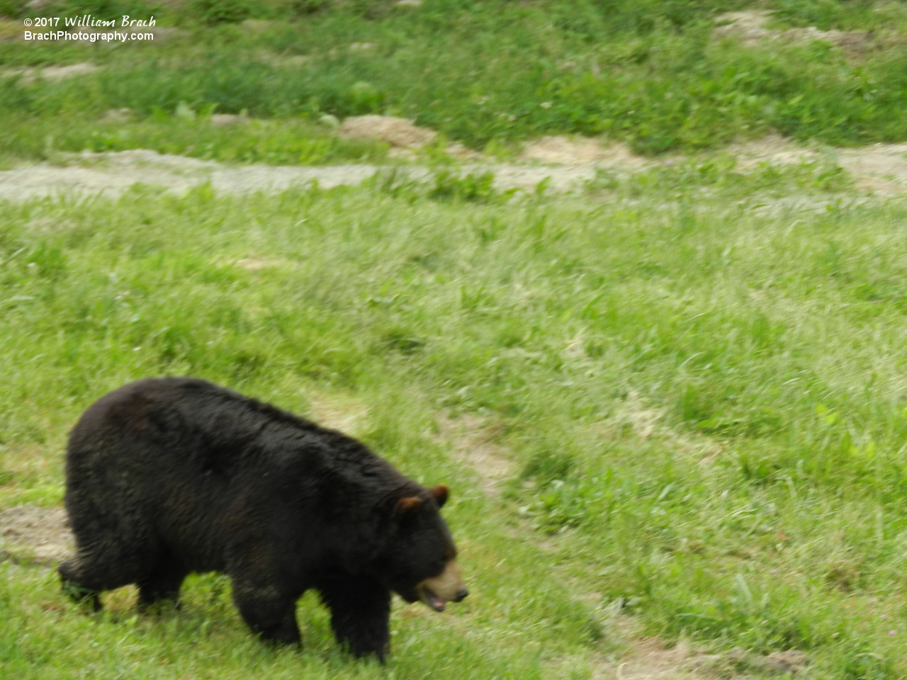 Black Bear roaming around in the Safari.