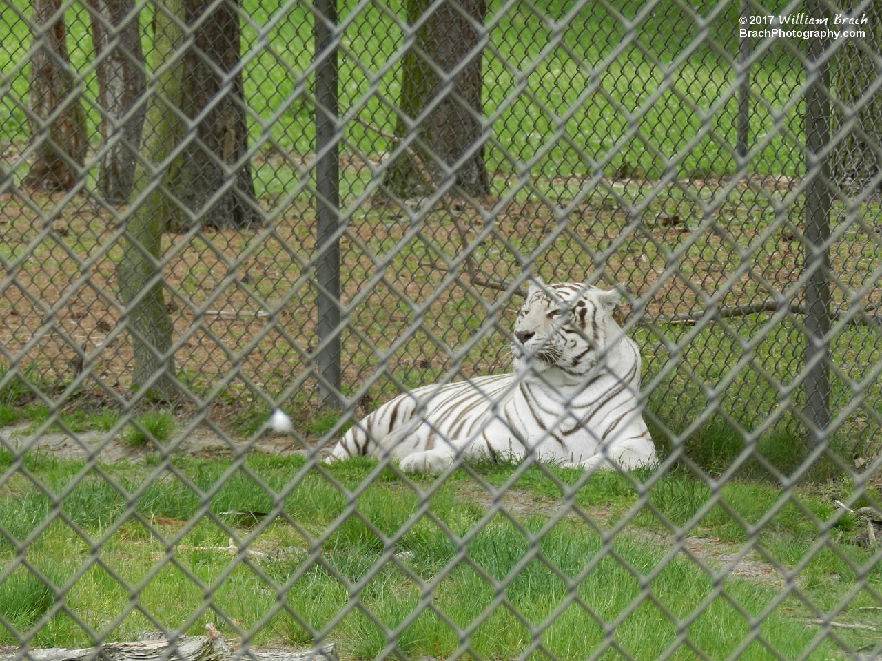 A White Bengal Tiger relaxing in the shade.