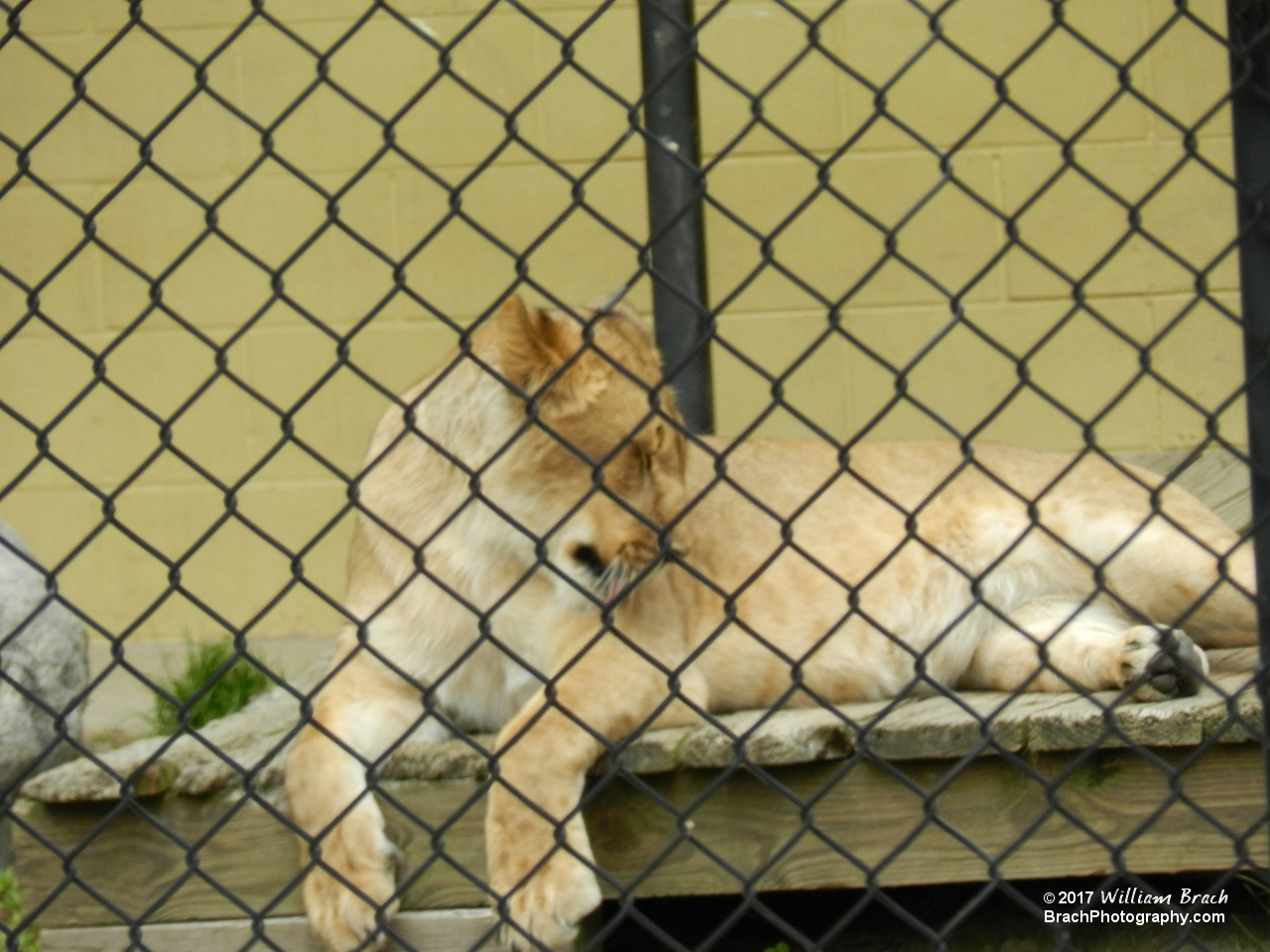 Female lion grooming herself.