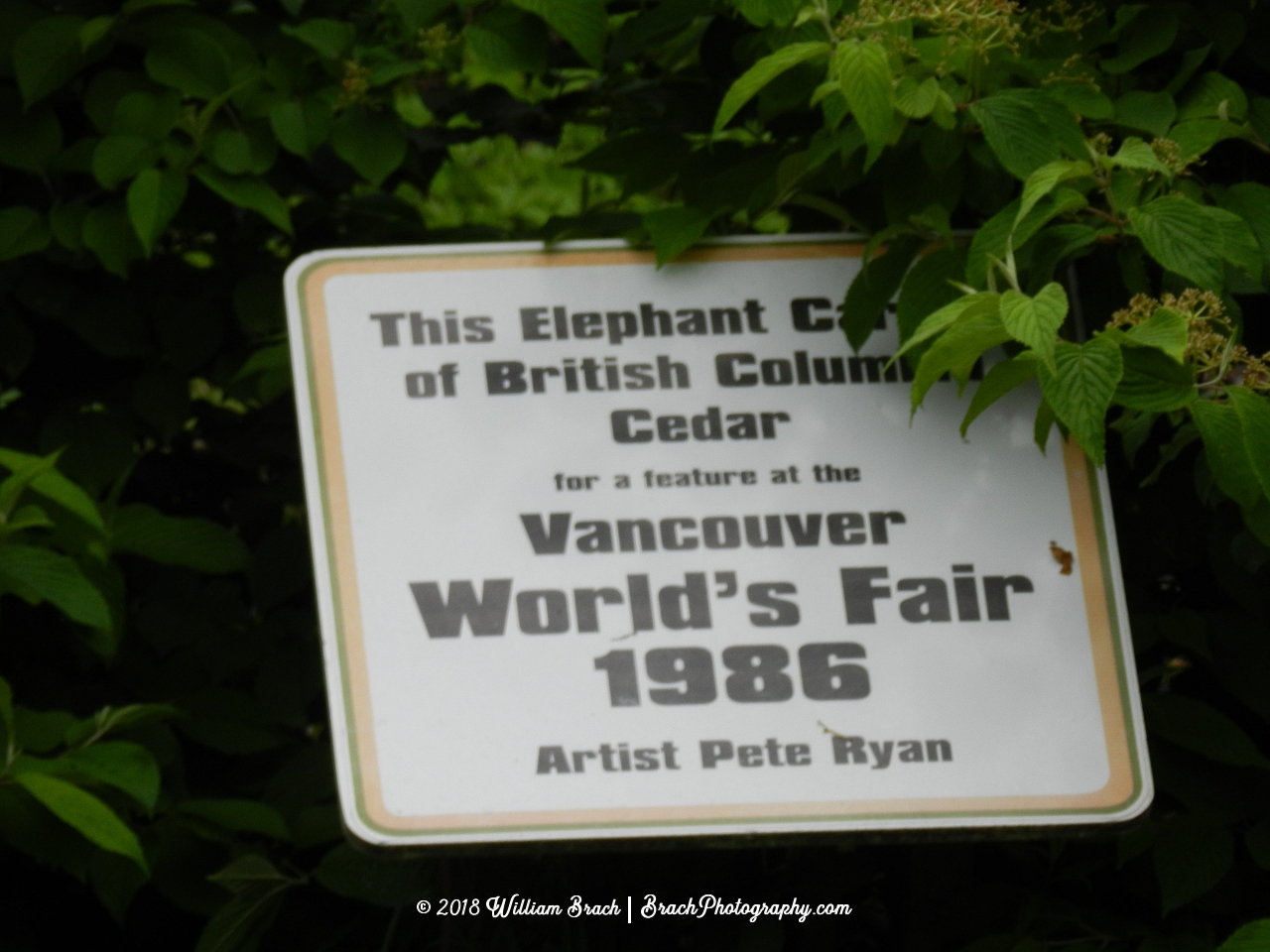 This elephant was carved out of Cedar wood found in British Columbia Cedar.