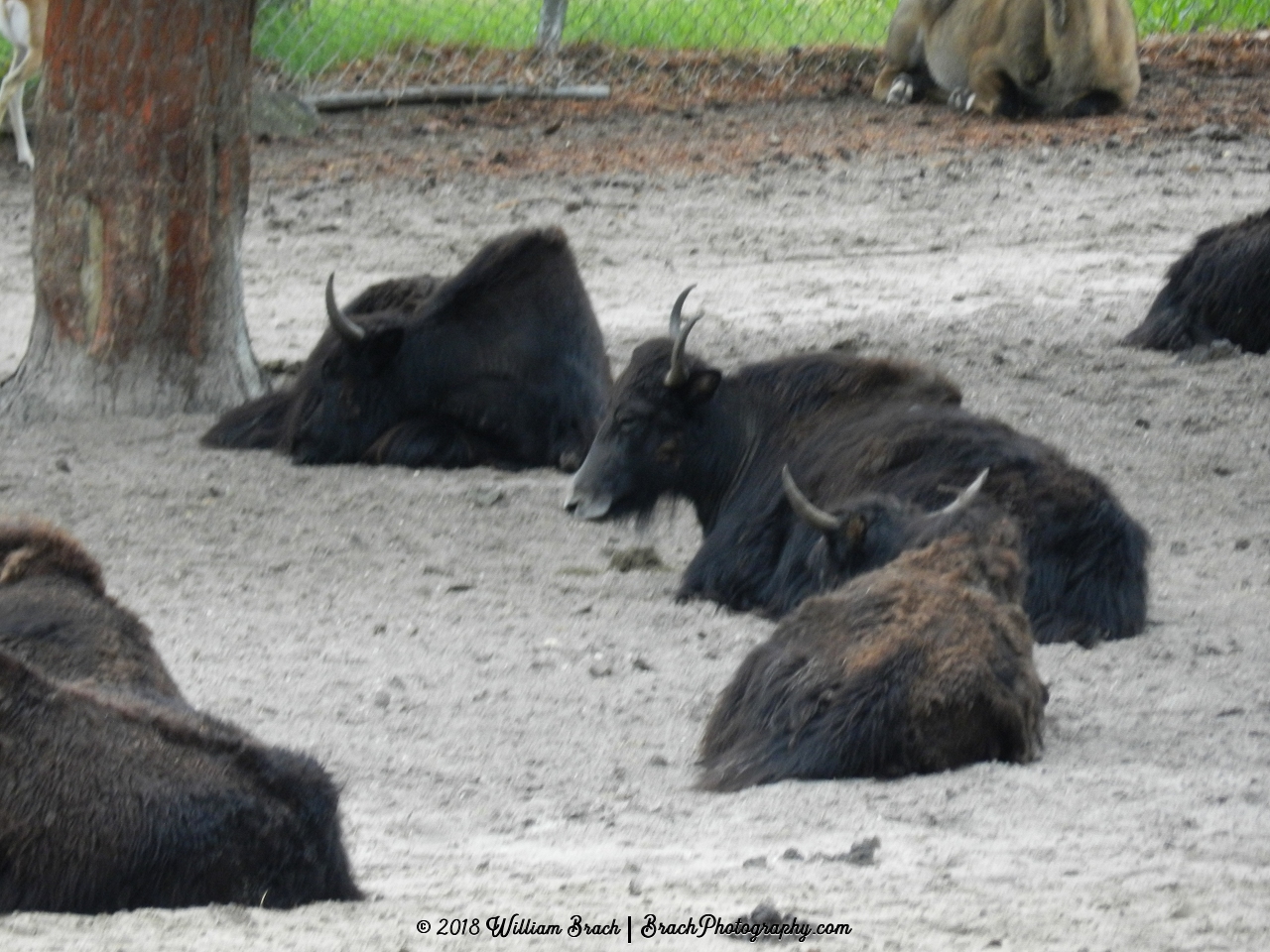 Animals resting as we roll past them on the Safari Adventures ride.