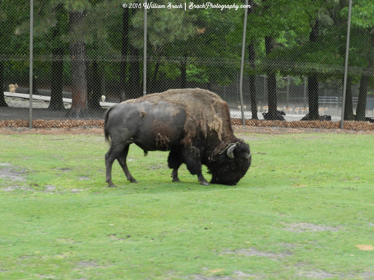 Buffalo grazing in the grass.