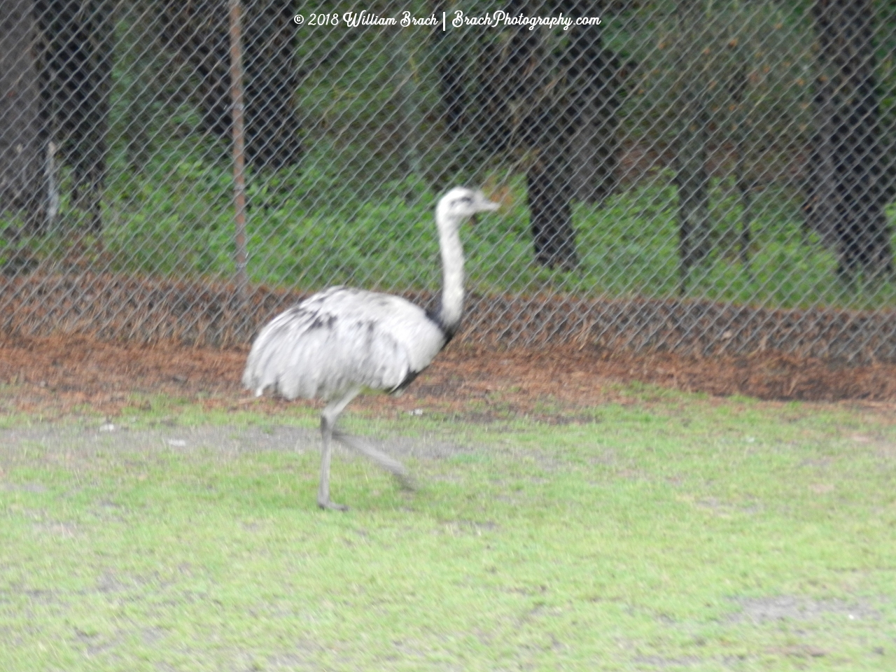 Ostrich running around in the field.