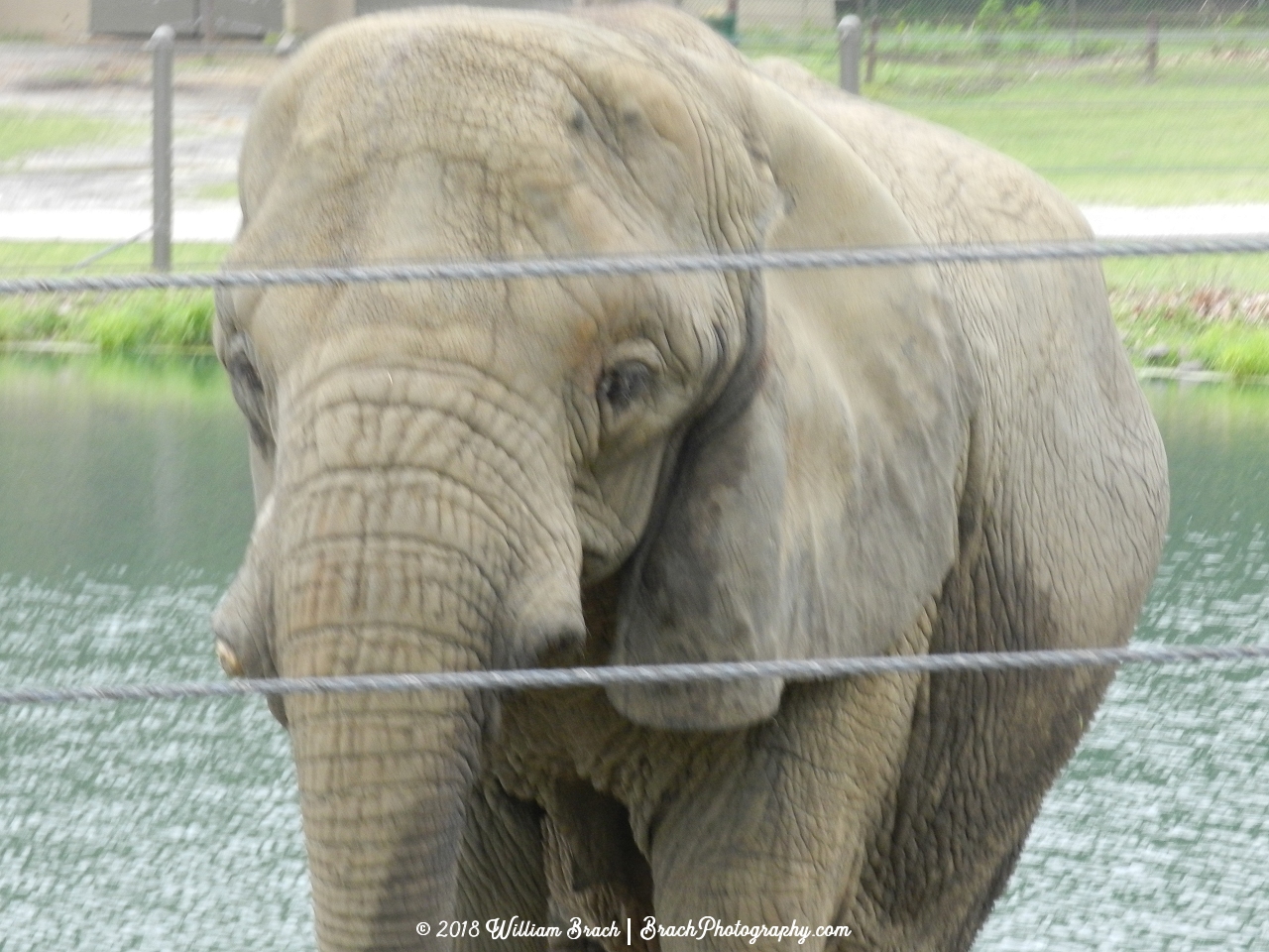 Get up close and personal with the elephants on the Safari ride.