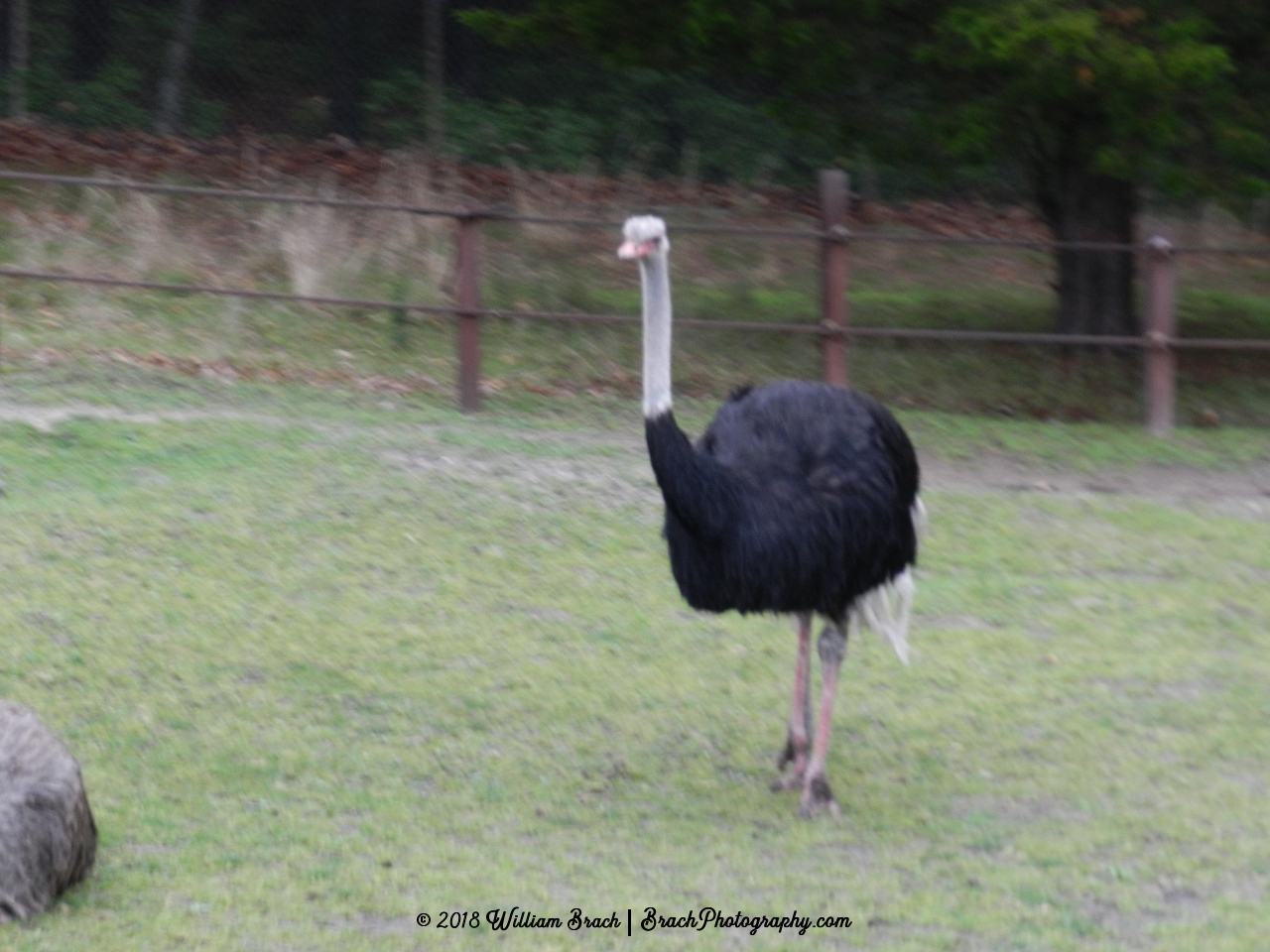 An ostrich checking out the scene.