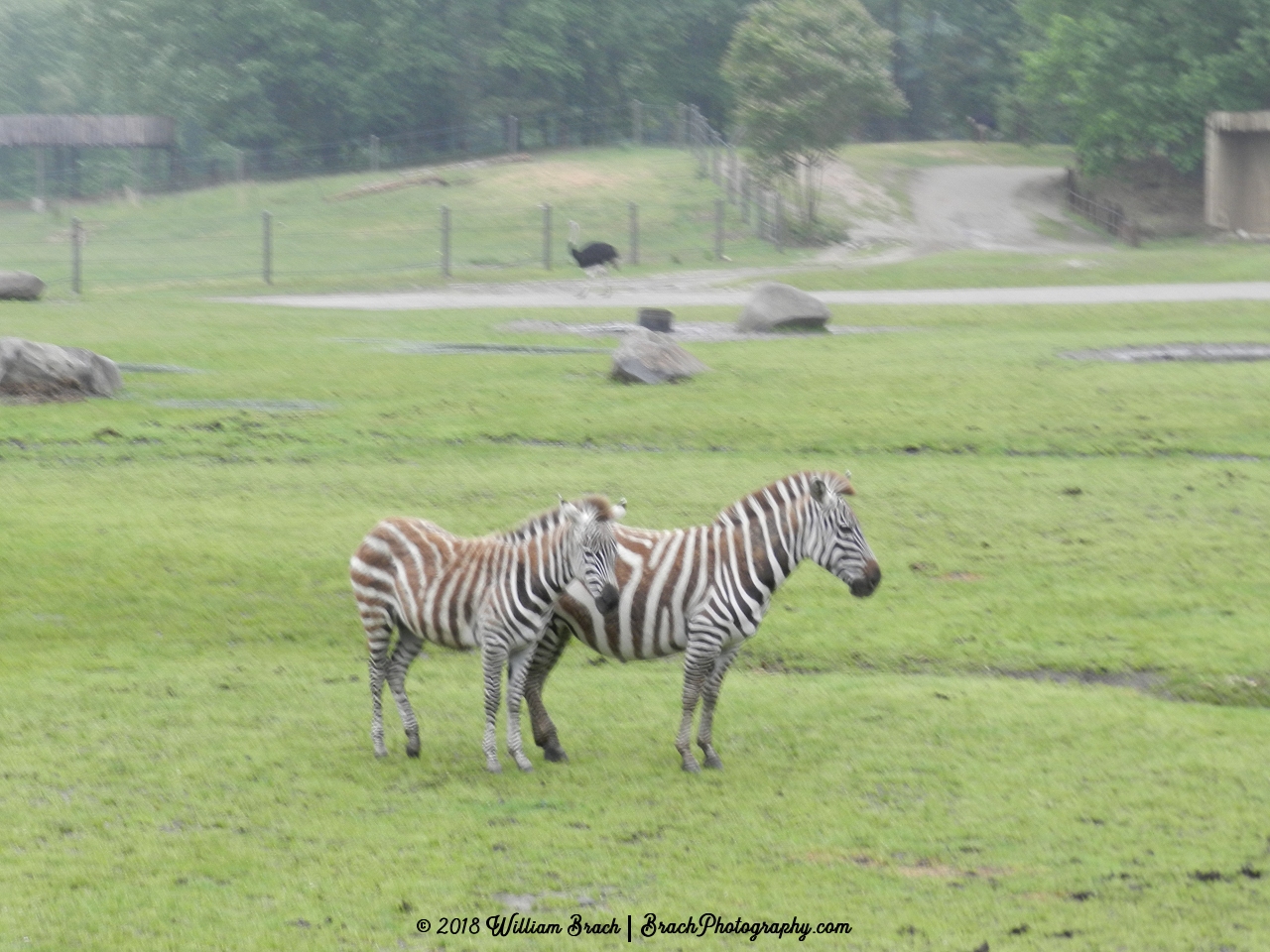 Ponies that escaped from jail are known as Zebras.  HI KINGS DOMINION!!