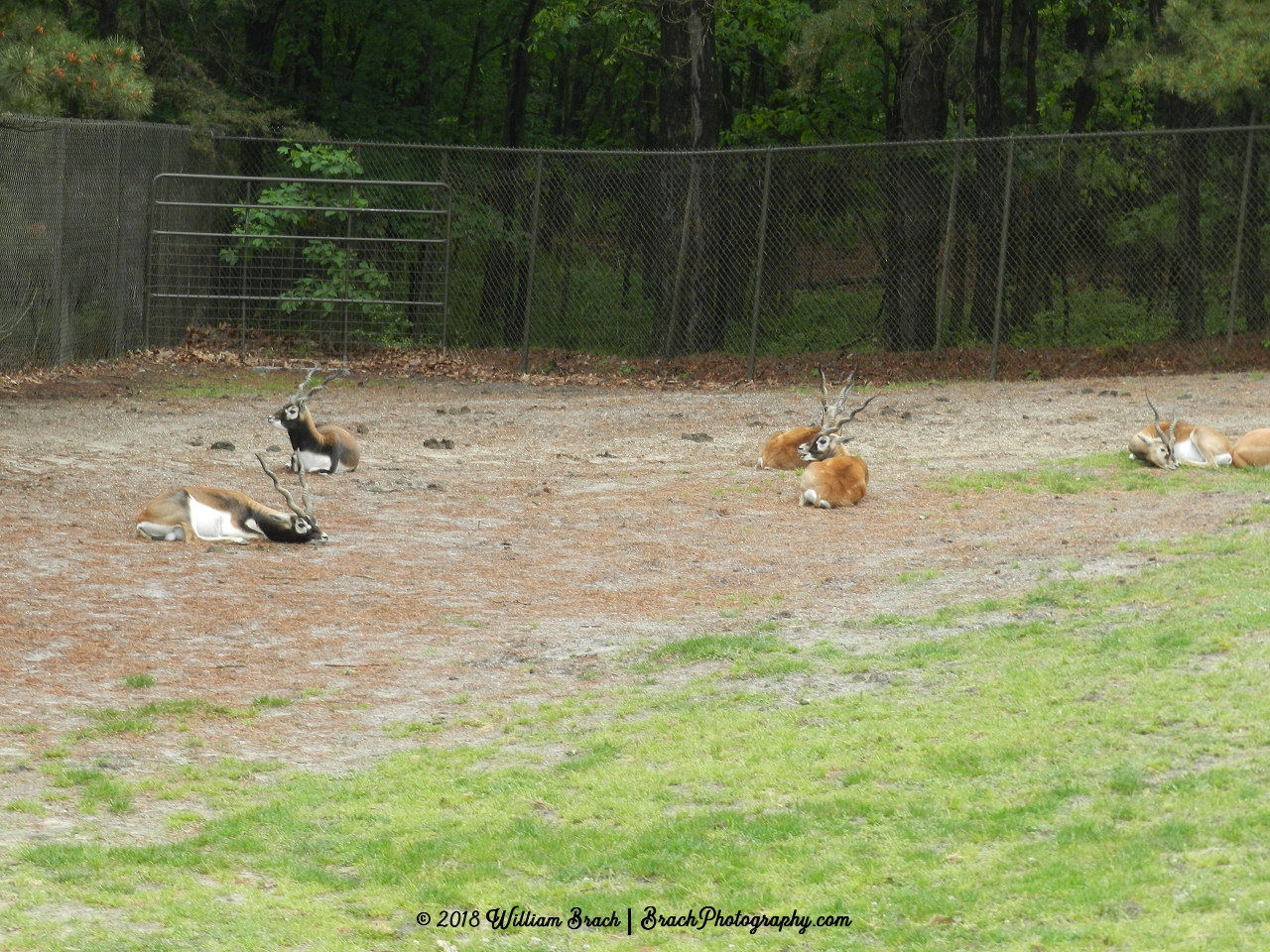 Animals resting as we roll past them on the Safari Adventure.