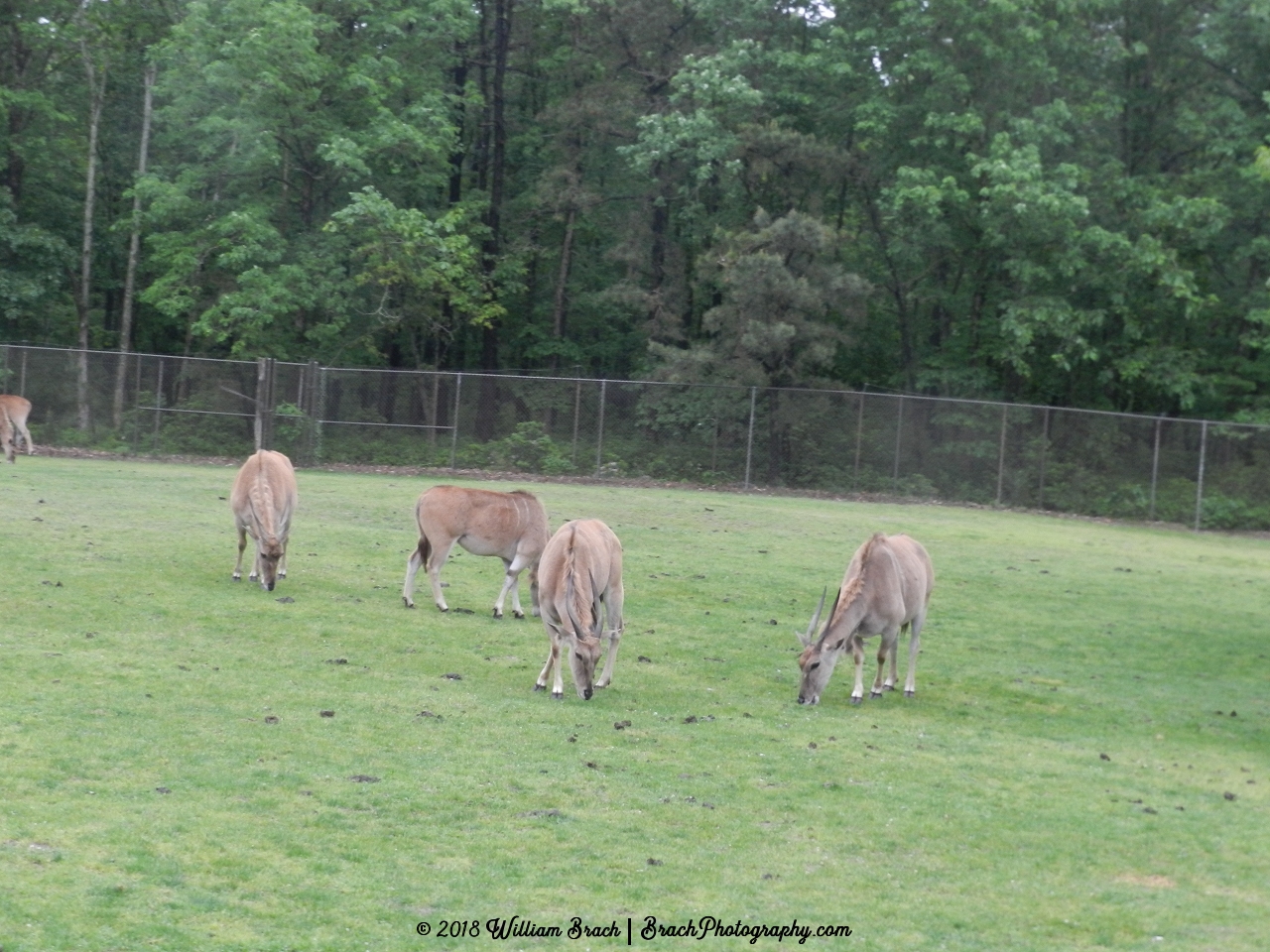 Animals grazing the field.