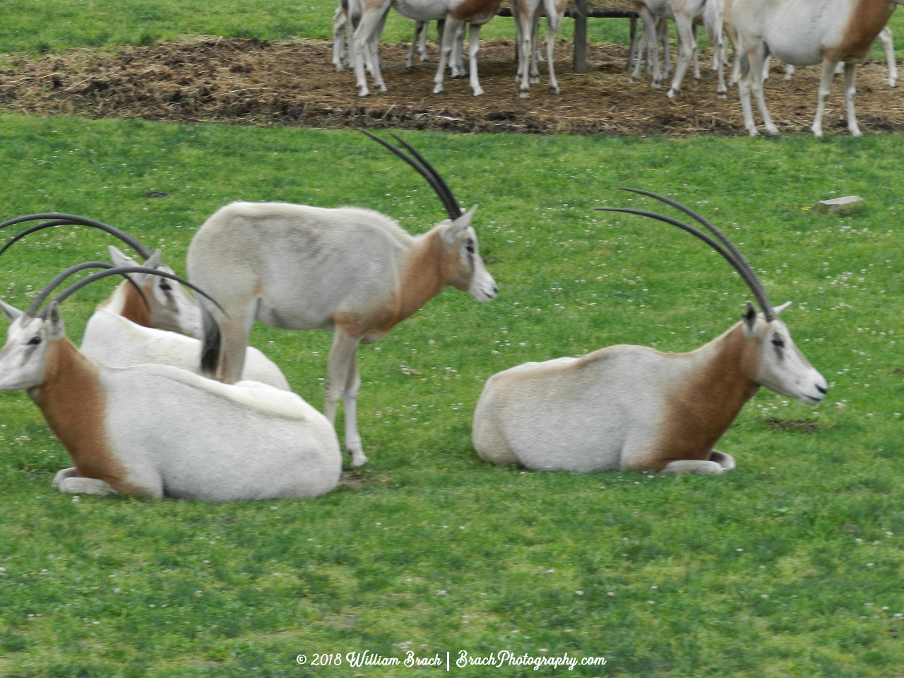 Animals resting as we roll past them on the Safari Adventure.