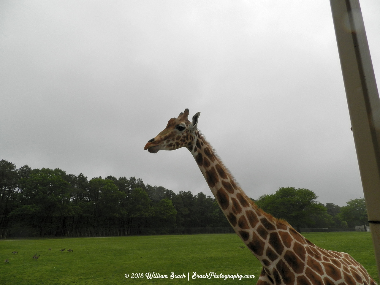 Getting to see a giraffe up close like this was neat!