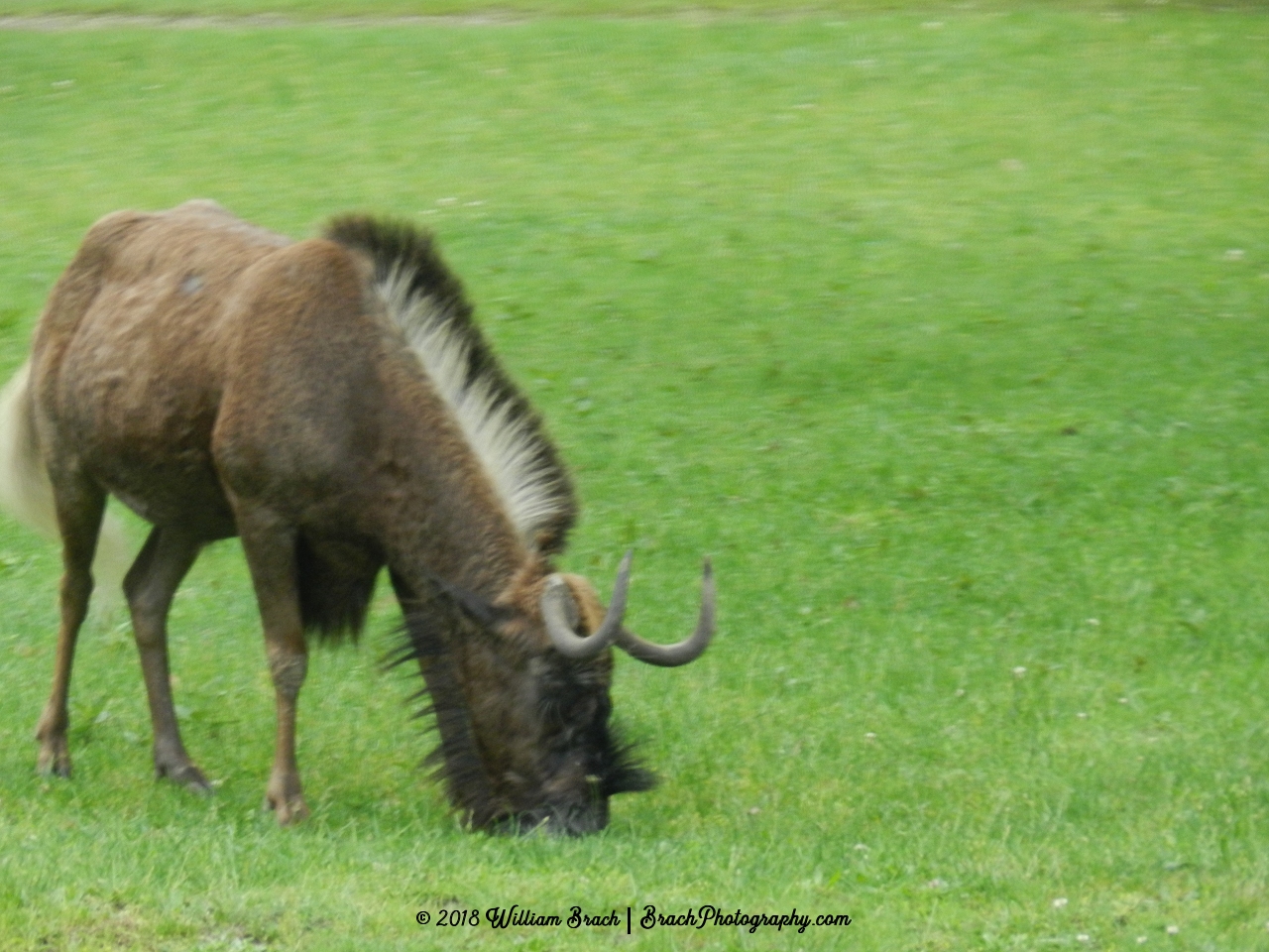 Animals grazing the field.