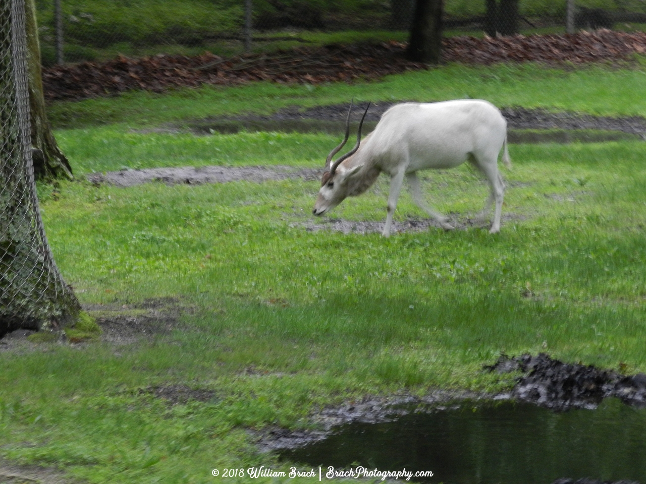 Animals grazing the field.