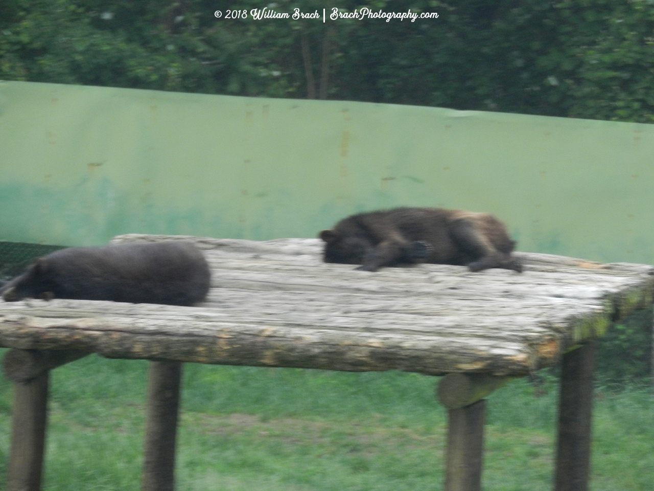 Resting just like they do in Chicago.  Zing!