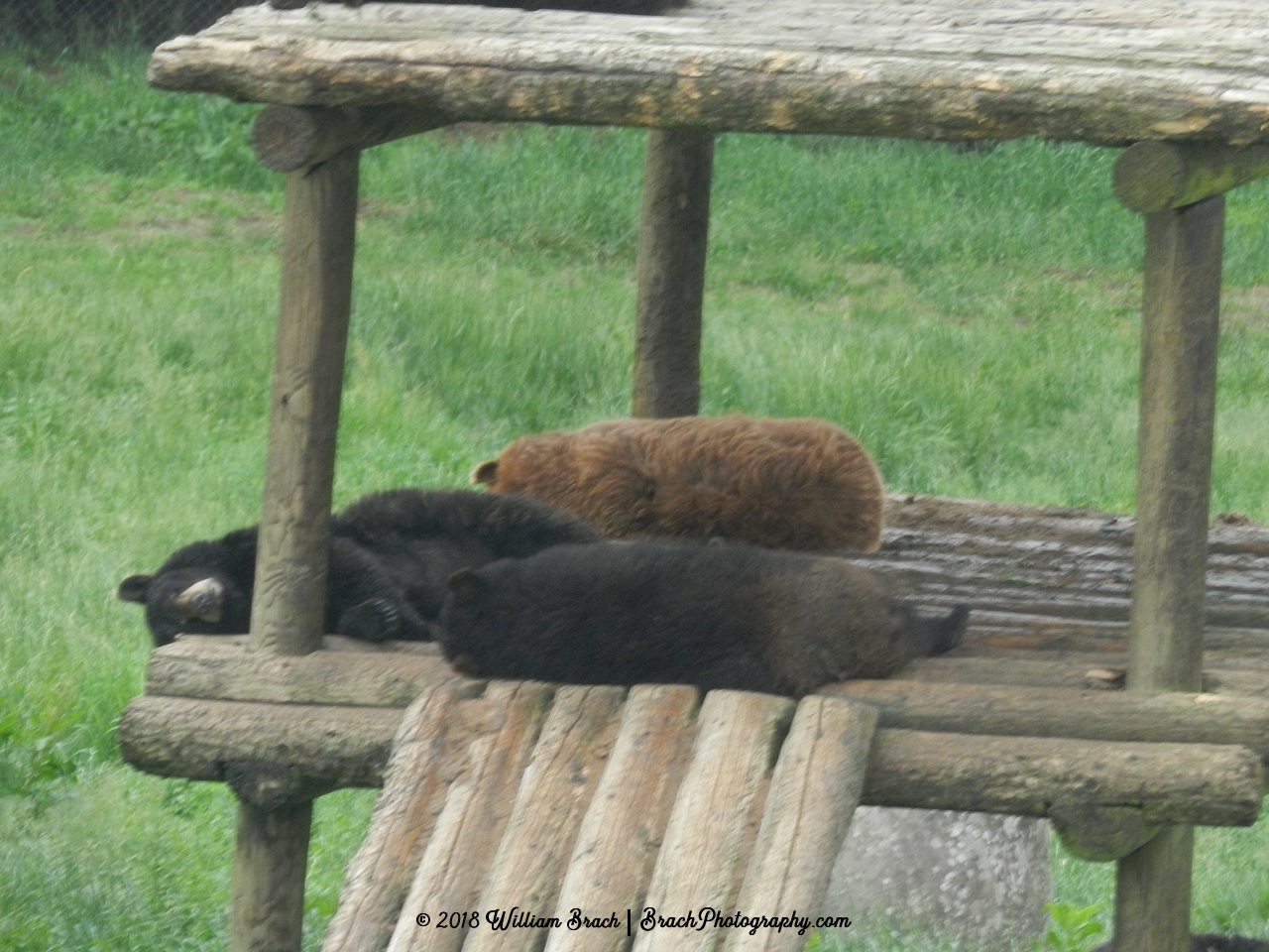 More bears resting.