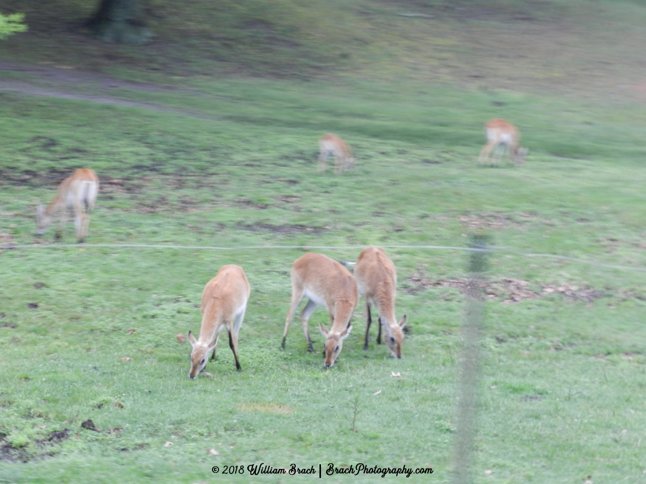 Deer grazing in the fields.