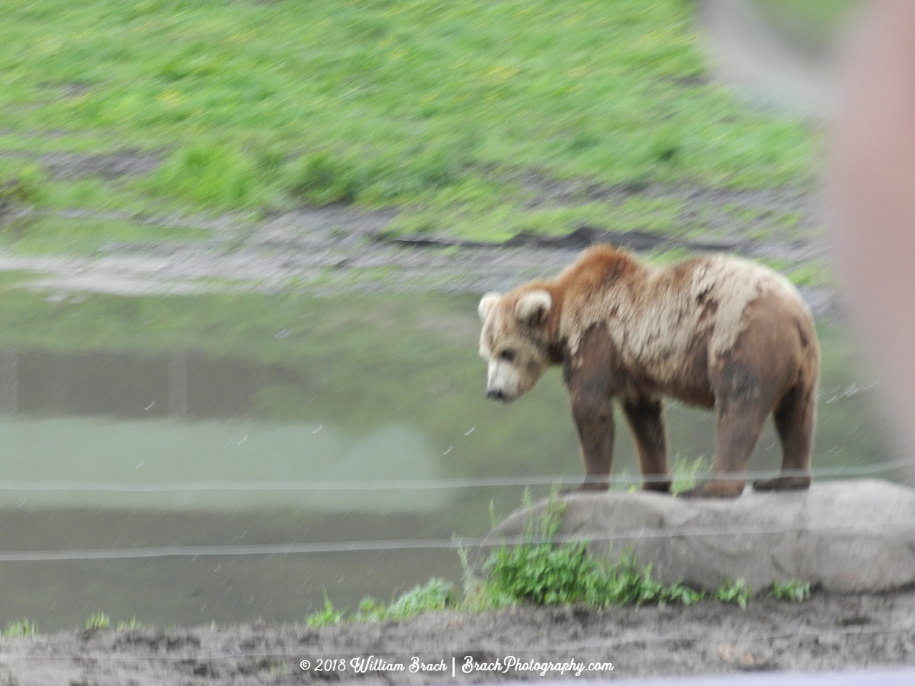 A bear hunting for some fish.