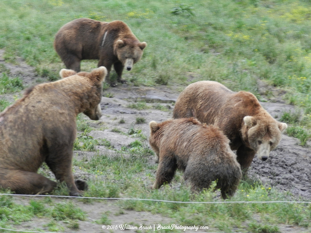 A den of bears hanging around.