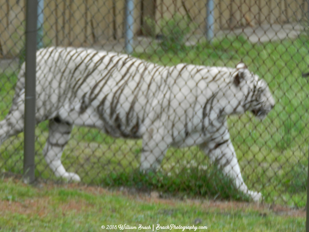 White tiger roaming around.