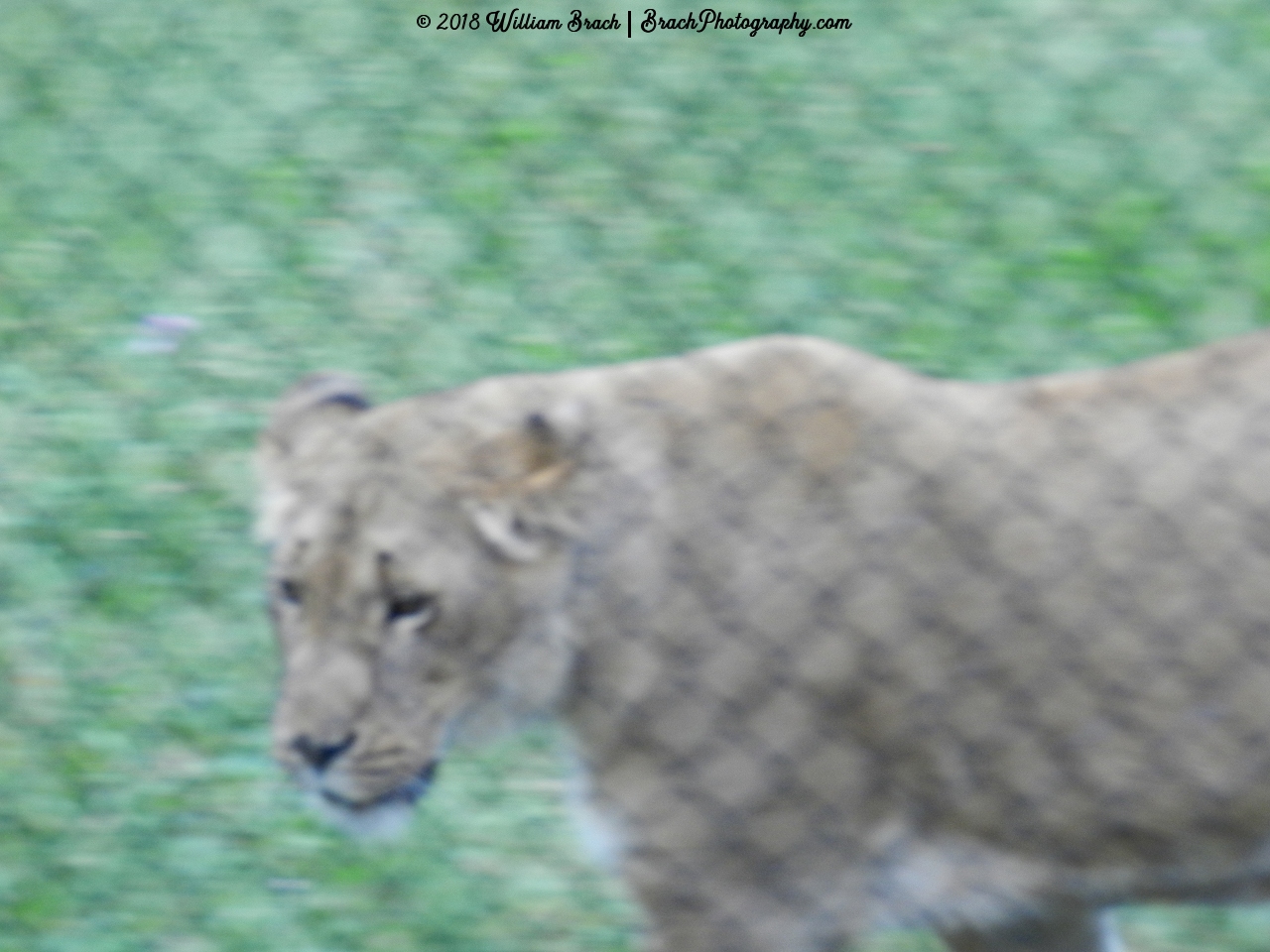 Checking things out - things look better on the other side of that fence!